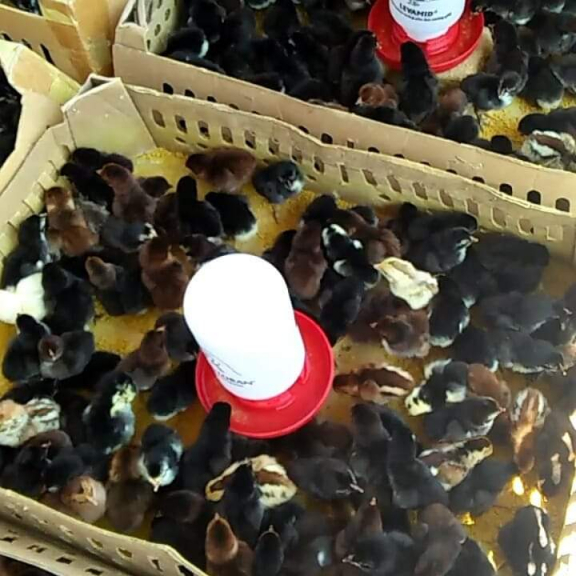 DOC Ayam Kampung