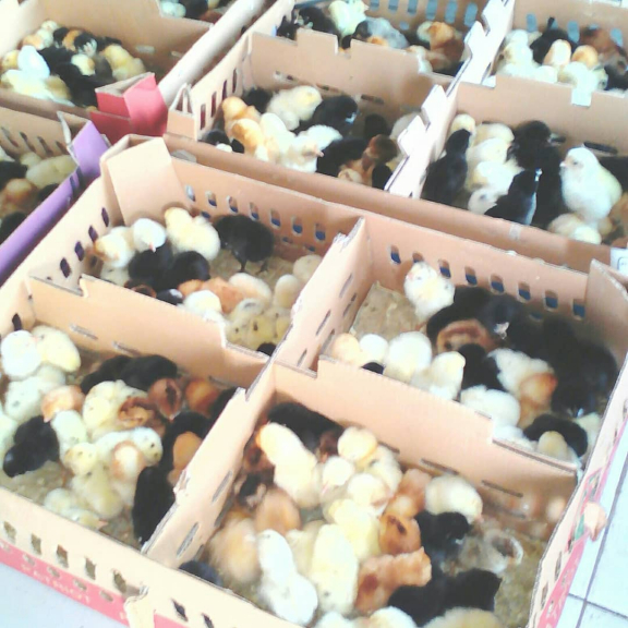 DOC Ayam Kampung Super/Joper