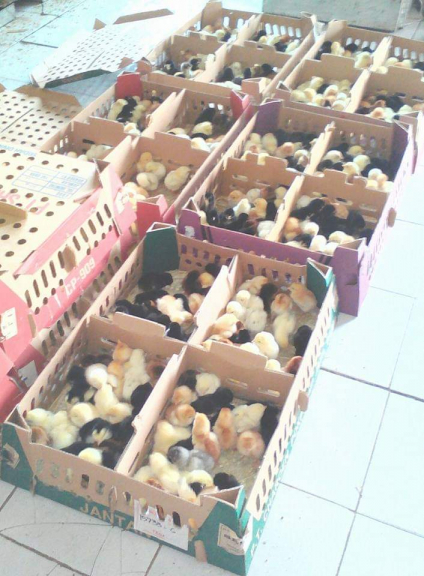 DOC Ayam Kampung Super/Joper