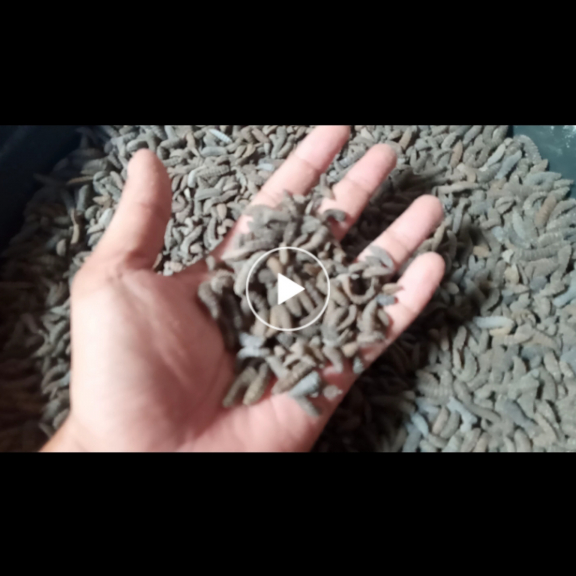 Starter Budidaya Maggot