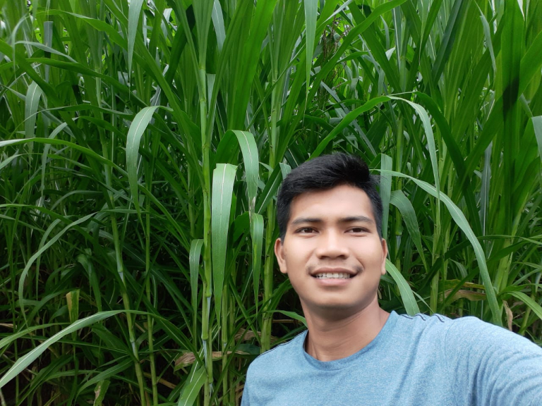 Bibit rumput gajahan untuk pakan ternak