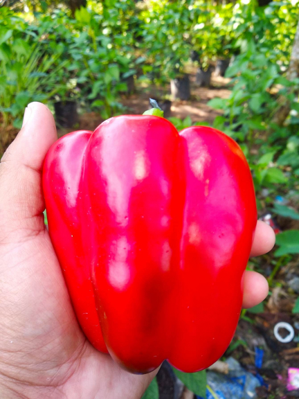 Paprika merah