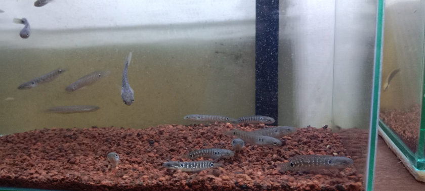 Ikan chana asiatica ws 6-7cm