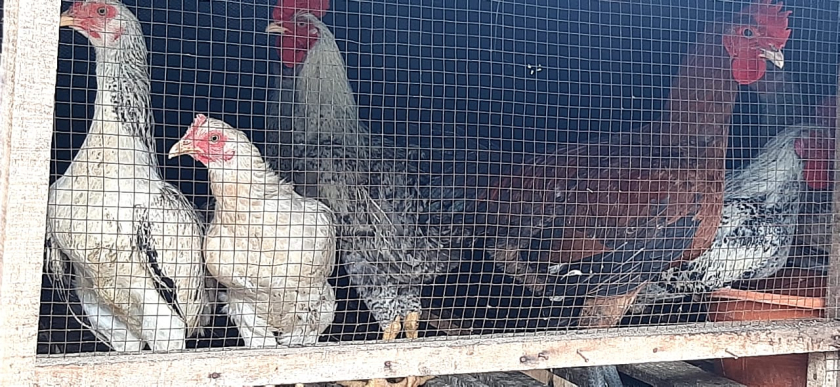 Ayam Kampung Bang Bewok