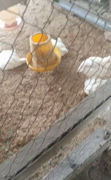 Ayam potong atau pemotongan ayam