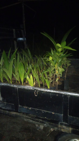 Ikan Patin, dan bibit kelapa Nias