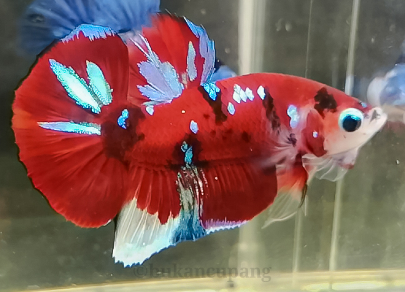 Betta fish multycolour 