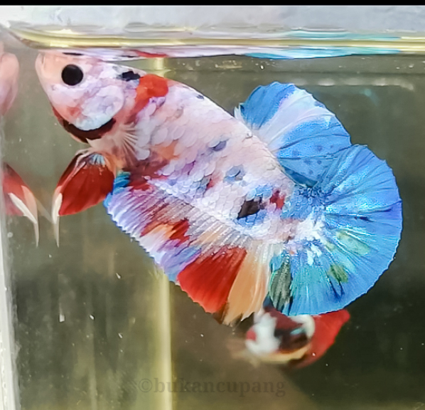Betta fish multycolour 