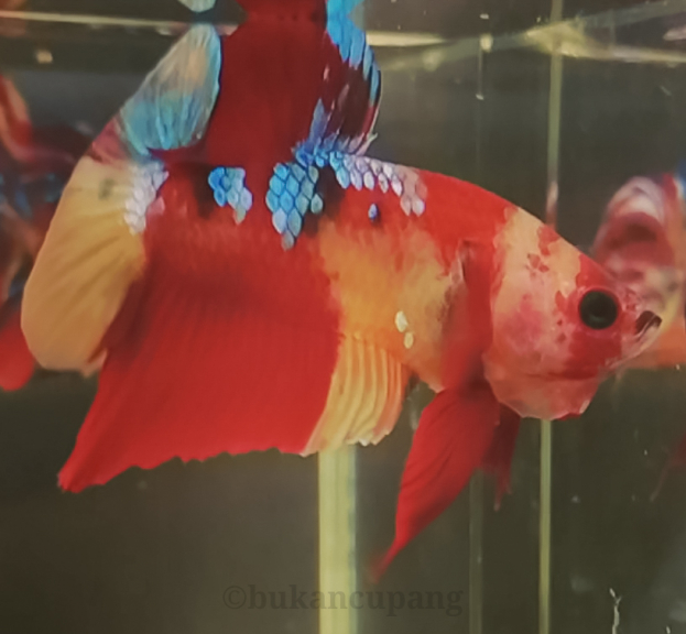 Betta fish multycolour 