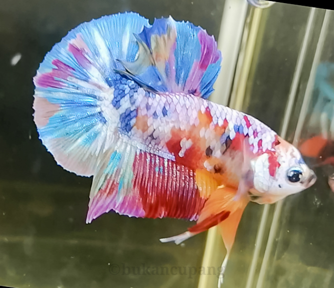 Betta fish multycolour 