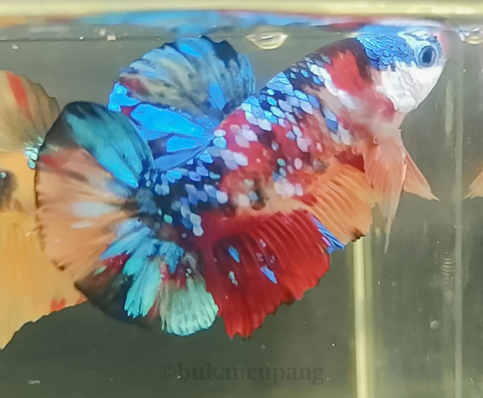 Betta fish multycolour 