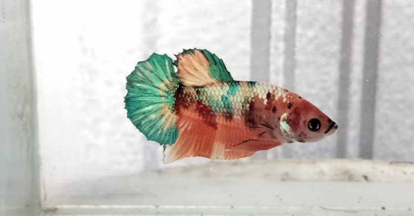 Ikan cupang hias PK dan HM