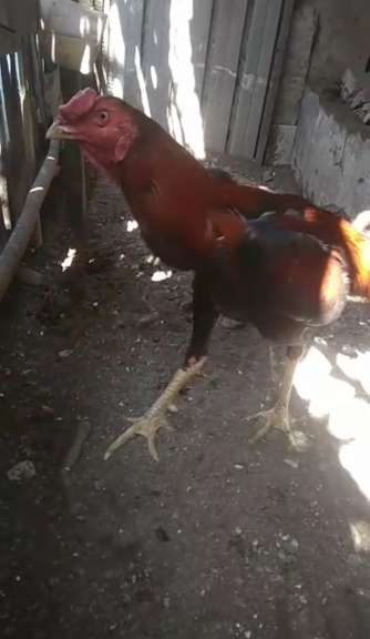 Ternak ayam bangkok dan ayam kampung