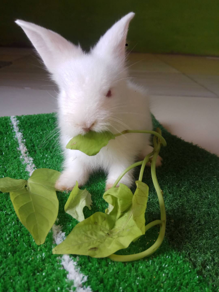 Kelinci Hias Lokal Bojong Gede