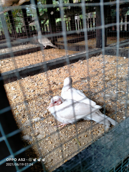 Perkutut lokal mojopait