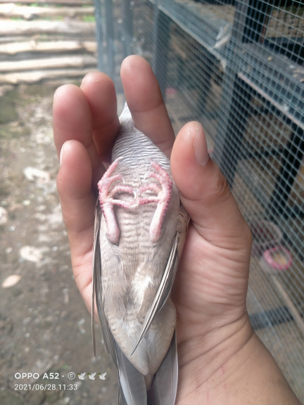 Perkutut lokal mojopait