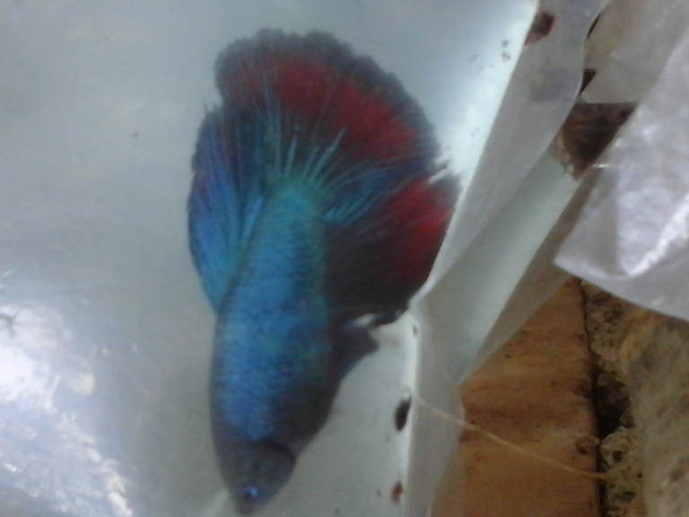 Ikan Hias Cupang