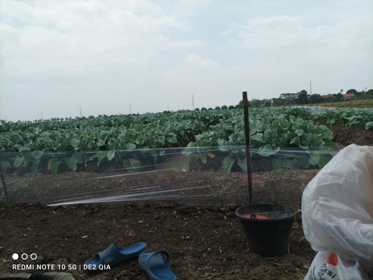 Budidaya kembang kol