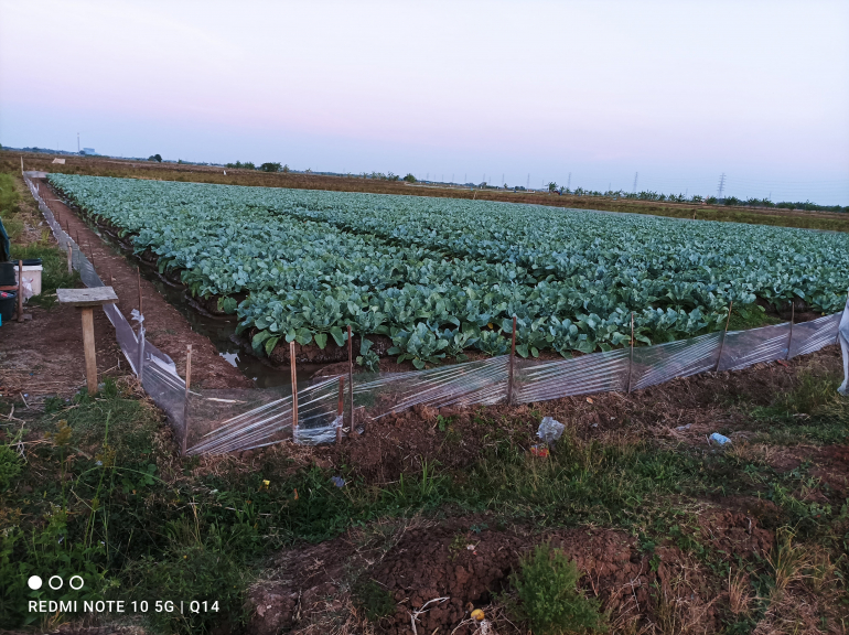 Budidaya kembang kol