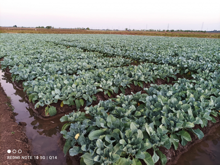 Budidaya kembang kol