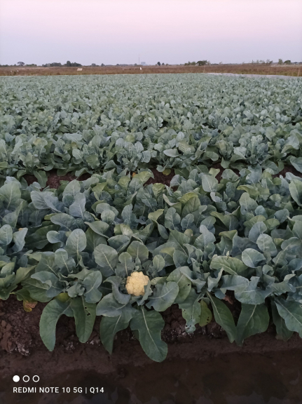 Budidaya kembang kol