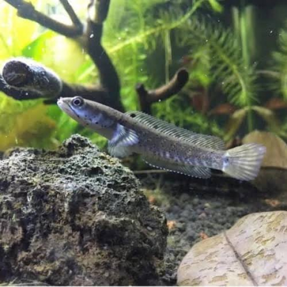 Channa Ikan hias