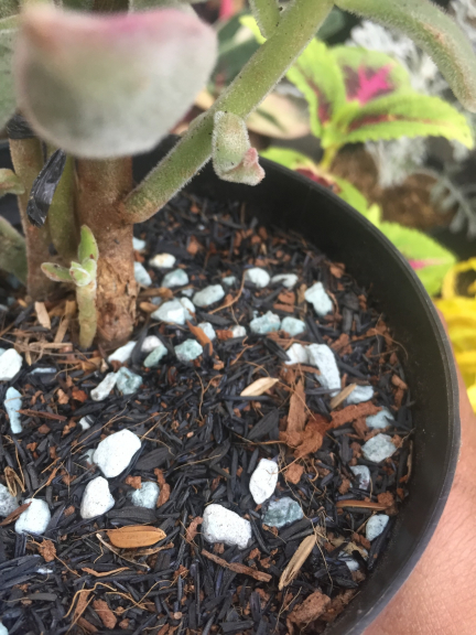 Media Tanam Premium Segala jenis tanaman