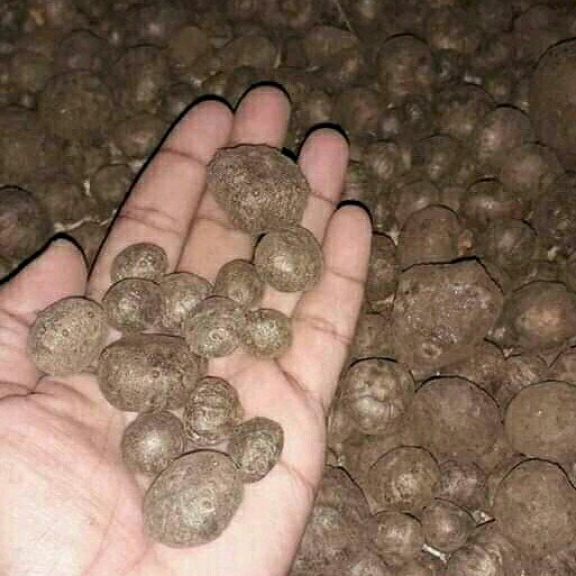 Bibit Katak Super Porang