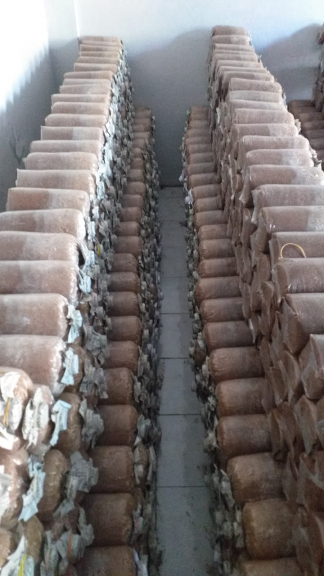 Jamur segar dan media jadi tumbuh/ baglog