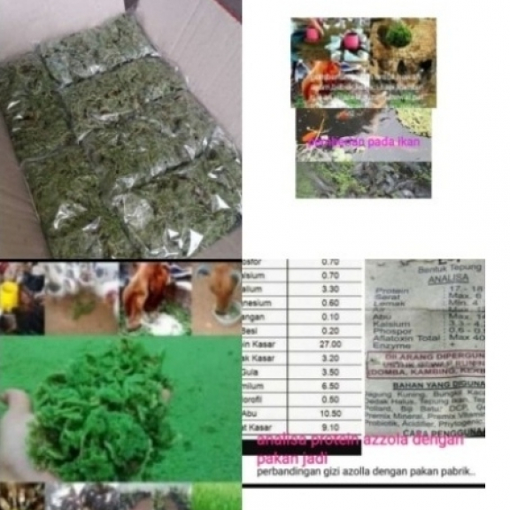 Alat pengukur suhu kelembaban ternak