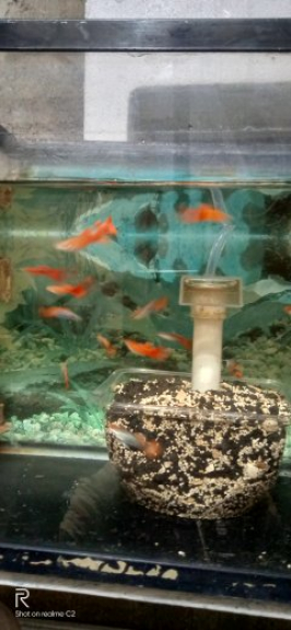 Ikan guppy koi tuxido,molly gold,black gos dll