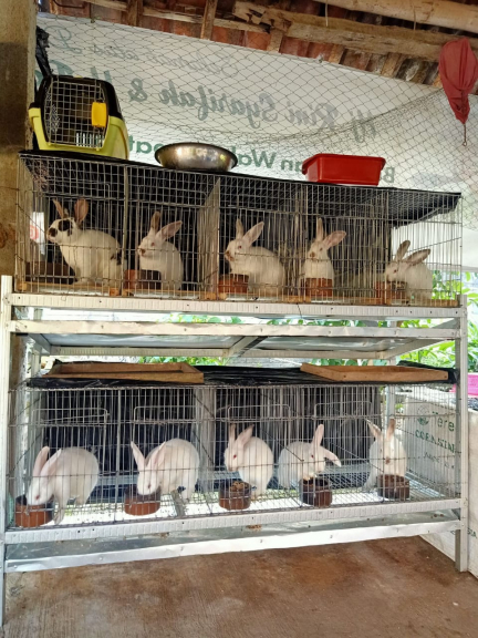 Kelinci NZ,Hyla, Hycole , dan REX