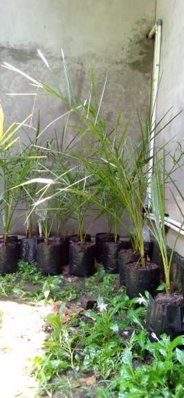 Kurma Trovis cocok di indonesia