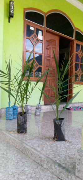 Kurma Trovis cocok di indonesia