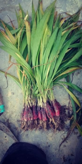 Tanaman Bawang Dayak