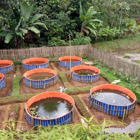 Lele Ukuran Konsumsi