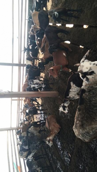 Kambing hidup per ekor