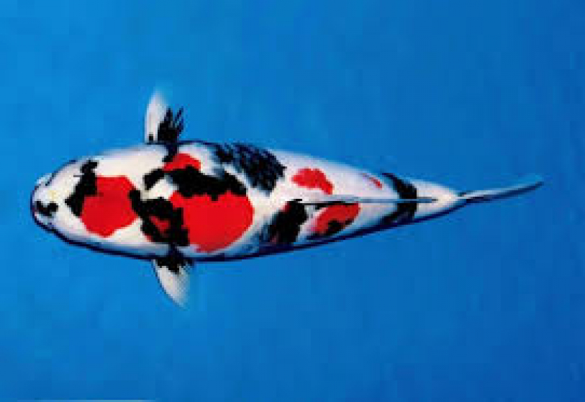 Ikan Koi