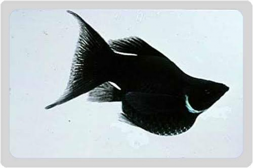 Ikan lele dan ikan hias