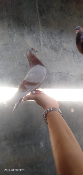 Jualan burung merpati online