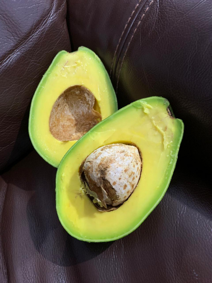 Alpukat Mentega Lampung Ukuran REGULER