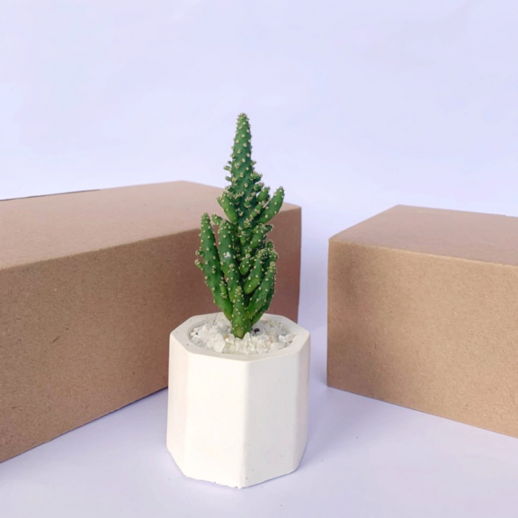 Dekorasi Kaktus Mini 