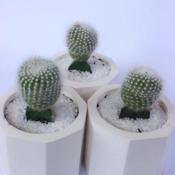 Dekorasi Kaktus Mini 