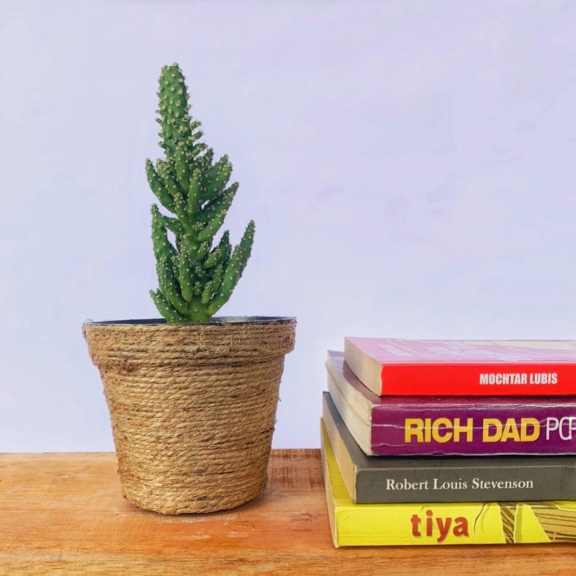 Dekorasi Kaktus Mini 