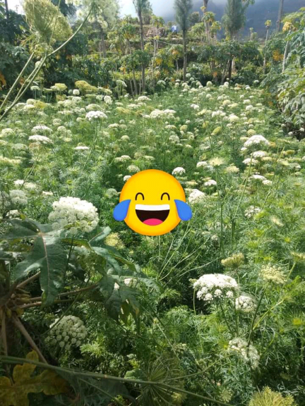 Bunga potong untuk dekorasi