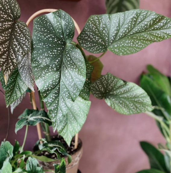 Anthurium cristalium dan berbagai tanaman hias hidup