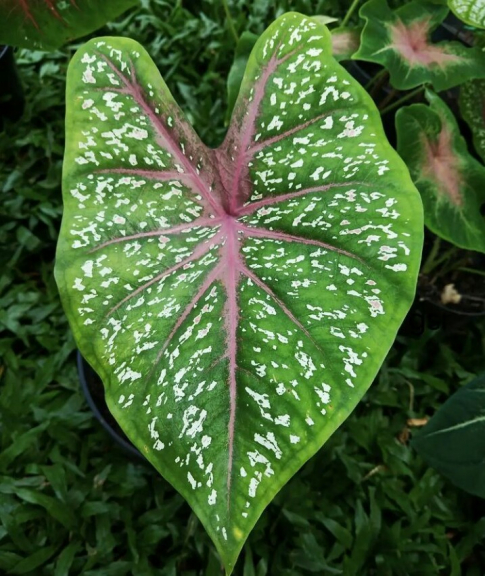 Anthurium cristalium dan berbagai tanaman hias hidup