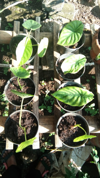 Anthurium cristalium dan berbagai tanaman hias hidup