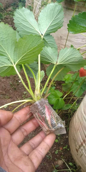 Bibit Strawbery