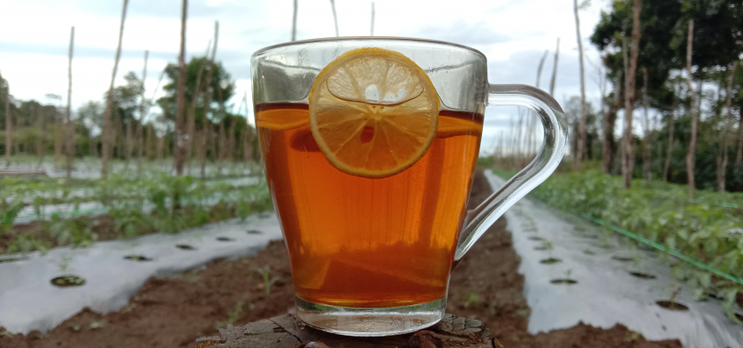 infused water pack LEMON